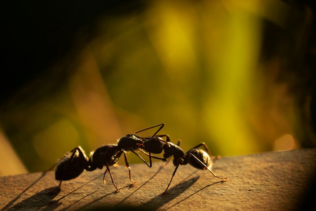 insect proof