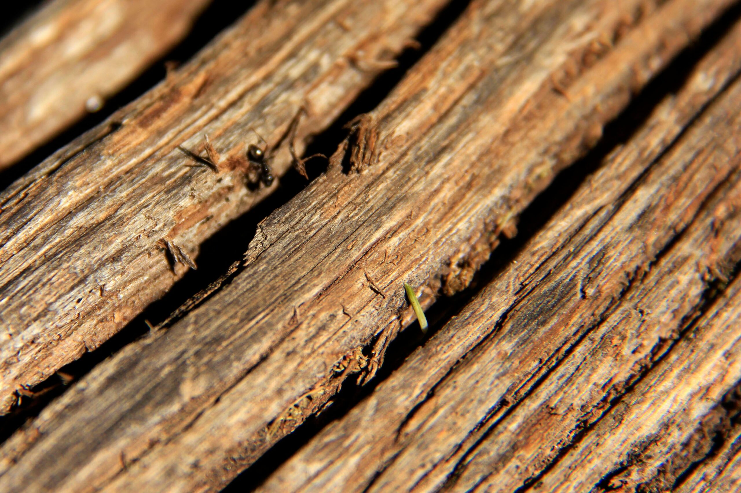Insect Proof Wood Composite Flooring scaled