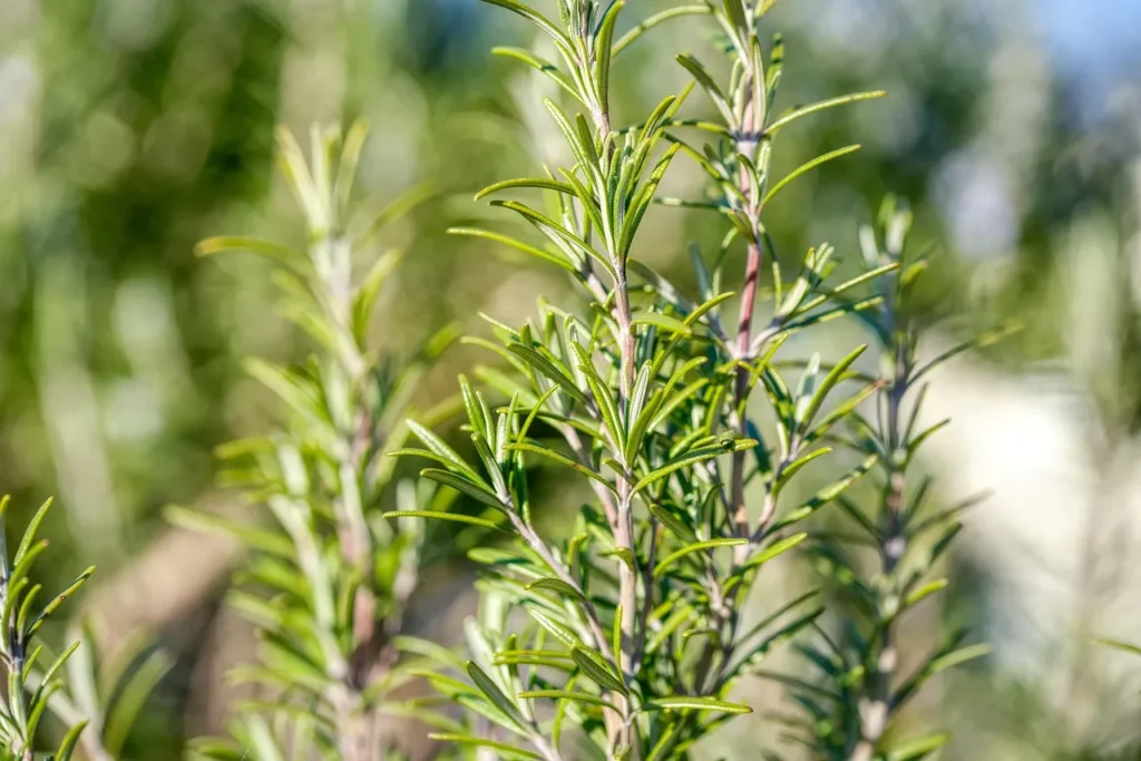natural insects-proofed plants